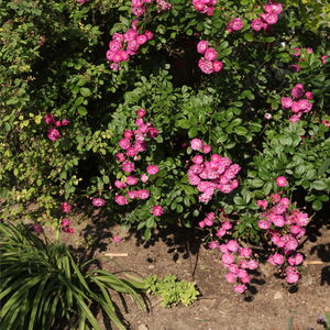 Pourple-pink with withe center - bed and borders rose - polyantha